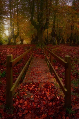 Picture of CAMINO AL HAYEDO