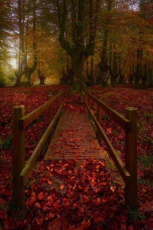 Picture of CAMINO AL HAYEDO