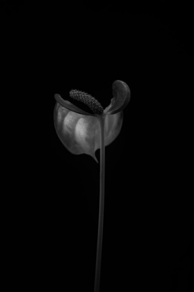 Picture of ANTHURIUM