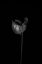 Picture of ANTHURIUM