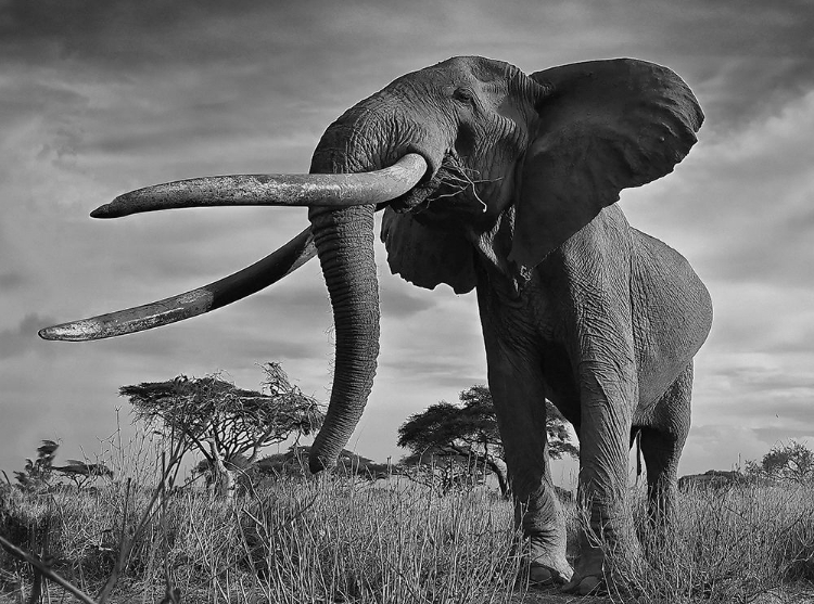 Picture of TUSKS