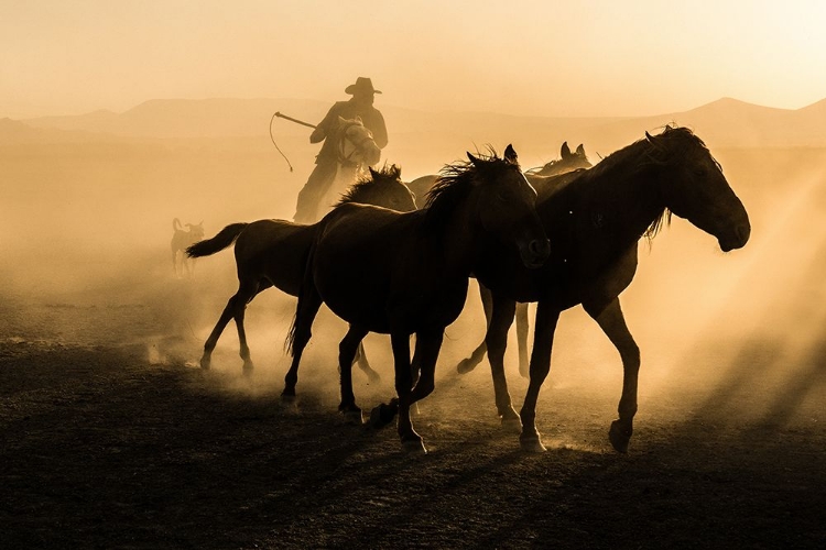 Picture of RUN BETWEEN HORSES