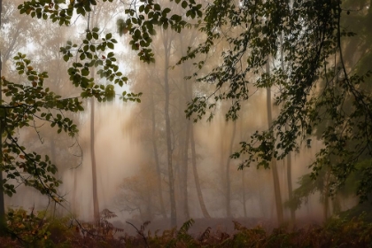 Picture of GREEN CURTAINS