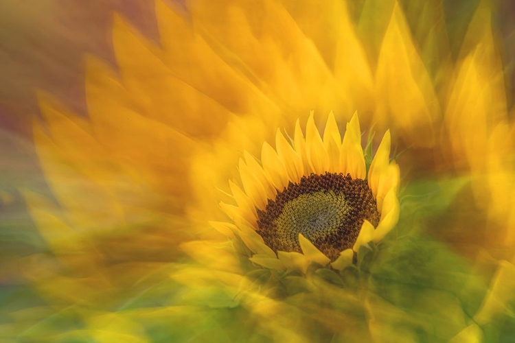 Picture of SUNFLOWER (HELIANTHUS)