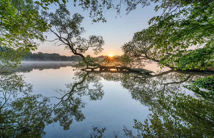 Picture of MORNING STILLNESS