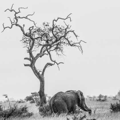 Picture of THE TREE AND THE ELEPHANT