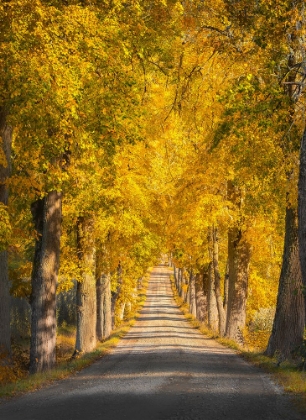 Picture of NARROW TREE AVENUE