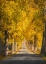 Picture of NARROW TREE AVENUE