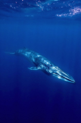 Picture of OMURA WHALE