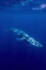 Picture of OMURA WHALE