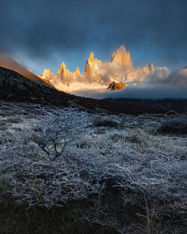 Picture of FROST MORNING