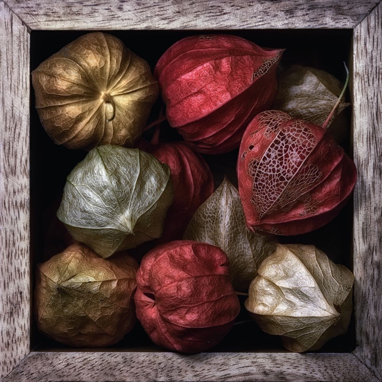 Picture of PHYSALIS IN A BOX