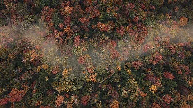 Picture of FOGGY AUTUMN