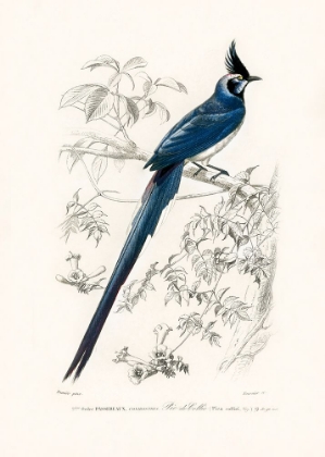 Picture of BLACK THROATED MAGPIE JAY