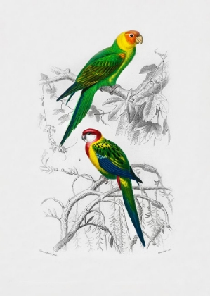 Picture of BIRDS