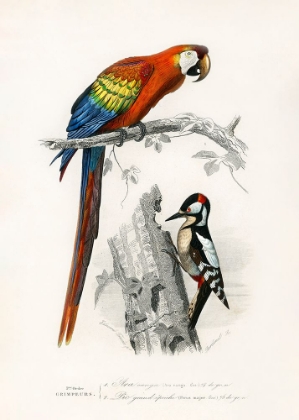 Picture of BIRDS II