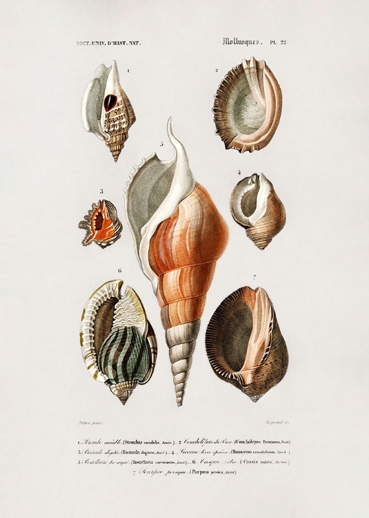 Picture of DIFFERENT TYPES OF MOLLUSKS