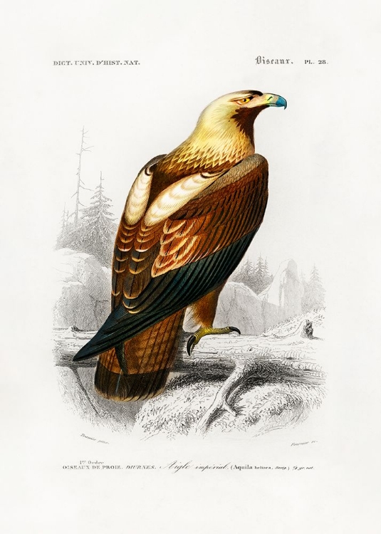 Picture of EASTERN IMPERIAL EAGLE