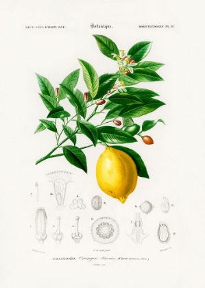 Picture of LEMON (CITRUS LIMONIUM)