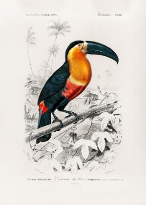 Picture of TOUCAN (RAMPHASTOS)