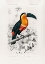 Picture of TOUCAN (RAMPHASTOS)