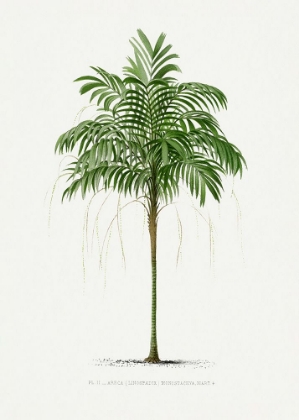 Picture of II ARECA MONOSTACHYA