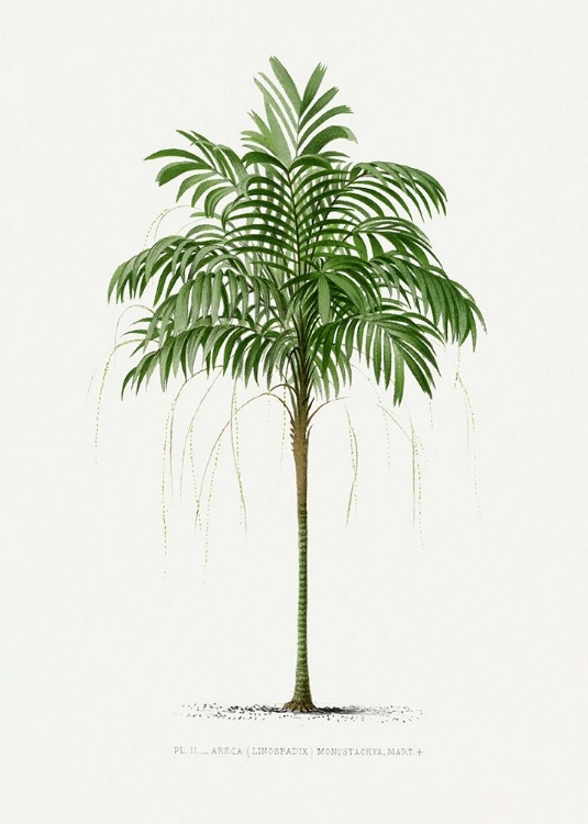 Picture of II ARECA MONOSTACHYA