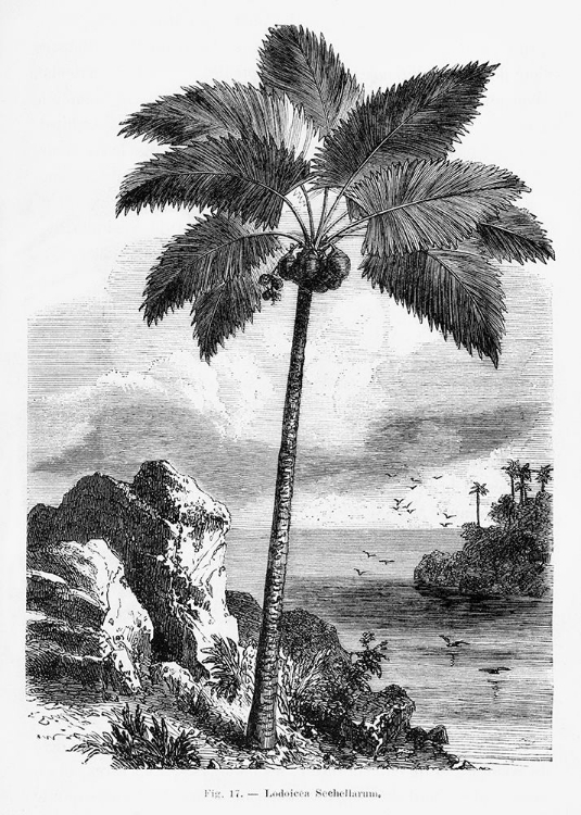 Picture of VINTAGE PALM TREE DRAWING I