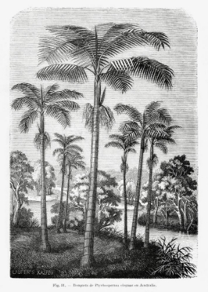Picture of VINTAGE PALM TREE DRAWING II