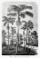 Picture of VINTAGE PALM TREE DRAWING II