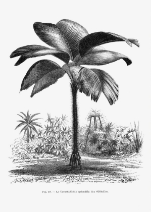 Picture of VINTAGE PALM TREE DRAWING III