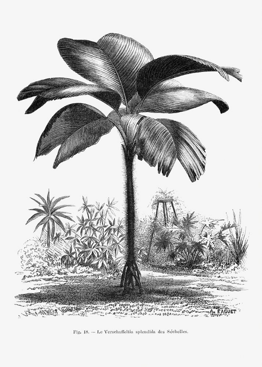 Picture of VINTAGE PALM TREE DRAWING III