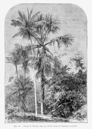 Picture of VINTAGE PALM TREE DRAWING IV