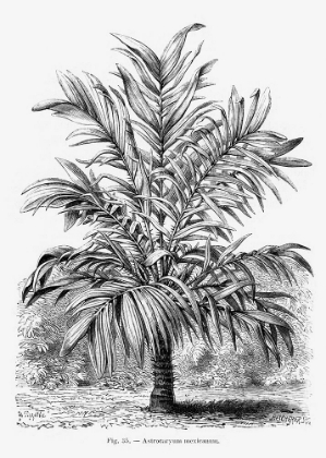 Picture of VINTAGE PALM TREE DRAWING IX