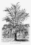 Picture of VINTAGE PALM TREE DRAWING IX