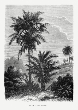 Picture of VINTAGE PALM TREE DRAWING V