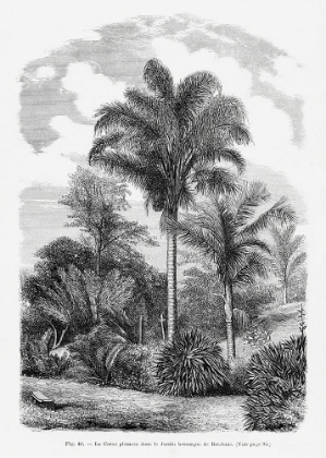 Picture of VINTAGE PALM TREE DRAWING VI