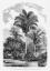Picture of VINTAGE PALM TREE DRAWING VI