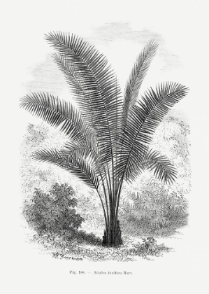 Picture of VINTAGE PALM TREE DRAWING VII