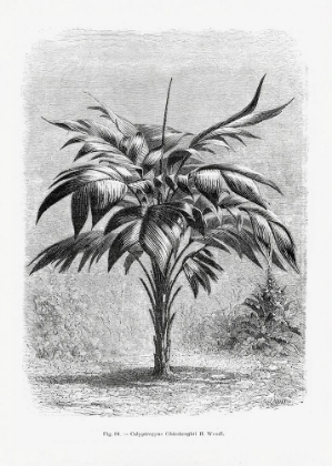 Picture of VINTAGE PALM TREE DRAWING VIII