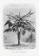 Picture of VINTAGE PALM TREE DRAWING VIII