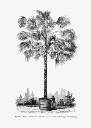 Picture of VINTAGE PALM TREE DRAWING X