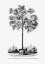 Picture of VINTAGE PALM TREE DRAWING X