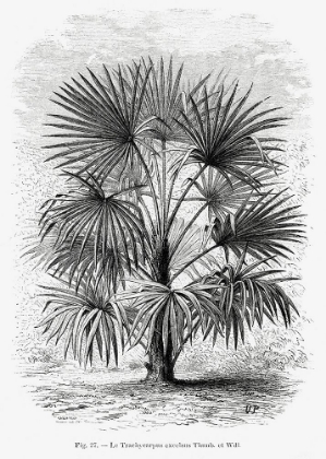 Picture of VINTAGE PALM TREE DRAWING XI