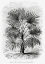 Picture of VINTAGE PALM TREE DRAWING XI