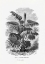 Picture of VINTAGE PALM TREE DRAWING XII