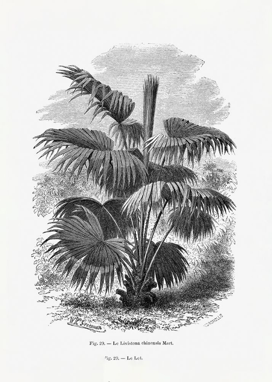 Picture of VINTAGE PALM TREE DRAWING XII