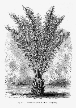Picture of VINTAGE PALM TREE DRAWING XIII