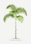 Picture of XIII CHAMAEDOREA G
