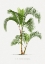 Picture of XVI HYOPHORBE I